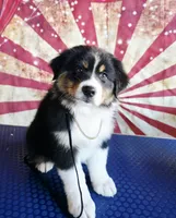 Barnum, a male Australian Shepherd for sale in Kenton, TN – 1 of 1