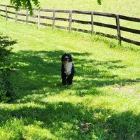 Piper, a female Portuguese Water Dog for sale in Free Union, VA – 3 of 5