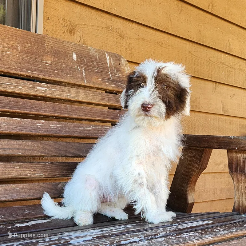Oakley – Portuguese Water Dog puppy for sale in Free Union, VA