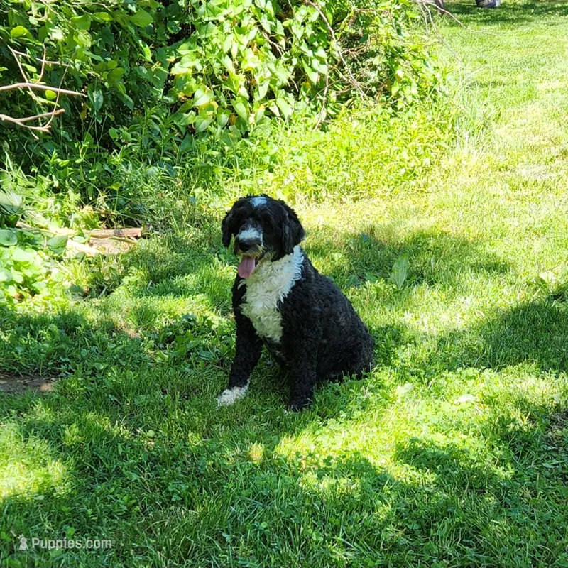 Piper – Portuguese Water Dog puppy for sale in Free Union, VA