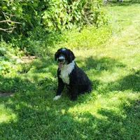 Piper, a female Portuguese Water Dog for sale in Free Union, VA – 1 of 5