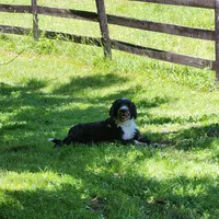 Piper, a female Portuguese Water Dog for sale in Free Union, VA – 2 of 5