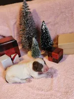 processed/537dfca2-a479-459e-9644-50c56258738c/listing/9e02e13a-b96e-4830-aab9-ed35cb44152e/0dcaf27e-537a-48f1-a07b-0c78287aa783