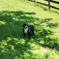 Piper, a female Portuguese Water Dog for sale in Free Union, VA – 5 of 5