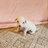 Lil Snowball Boy, a male Portuguese Water Dog for sale in Free Union, VA – Photo 2 of 6