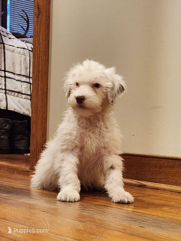 Ruger  – Portuguese Water Dog puppy for sale in Free Union, VA