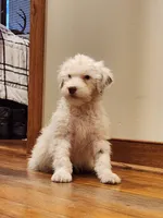 Ruger , a male Portuguese Water Dog for sale in Free Union, VA – Photo 1 of 10