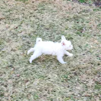 Ruger , a male Portuguese Water Dog for sale in Free Union, VA – Photo 6 of 10