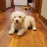 Ruger , a male Portuguese Water Dog for sale in Free Union, VA – Photo 3 of 10