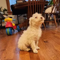 Ruger , a male Portuguese Water Dog for sale in Free Union, VA – Photo 5 of 10