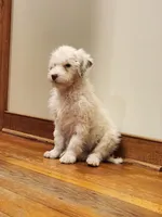 Ruger , a male Portuguese Water Dog for sale in Free Union, VA – Photo 2 of 10