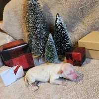 Lil Snowball Boy, a male Portuguese Water Dog for sale in Free Union, VA – Photo 6 of 6