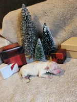 processed/537dfca2-a479-459e-9644-50c56258738c/listing/a8ebad1d-a8f6-43b2-a3e4-461cf5d75409/5ab6d072-e08f-4ba2-a03f-1ec6afe1fe5e