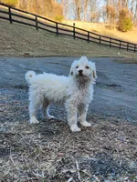 Ruger , a male Portuguese Water Dog for sale in Free Union, VA – Photo 10 of 10