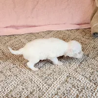 Lil Snowball Boy, a male Portuguese Water Dog for sale in Free Union, VA – Photo 3 of 6