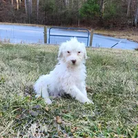 Ruger , a male Portuguese Water Dog for sale in Free Union, VA – Photo 8 of 10