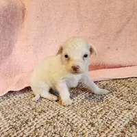 Lil Snowball Boy, a male Portuguese Water Dog for sale in Free Union, VA – Photo 4 of 6
