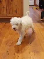 Ruger , a male Portuguese Water Dog for sale in Free Union, VA – Photo 4 of 10