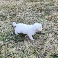 Ruger , a male Portuguese Water Dog for sale in Free Union, VA – Photo 7 of 10