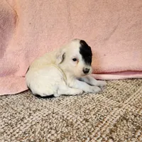 Cliff, a male Portuguese Water Dog for sale in Free Union, VA – Photo 2 of 6