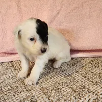 Cliff, a male Portuguese Water Dog for sale in Free Union, VA – Photo 3 of 6