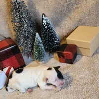 Cliff, a male Portuguese Water Dog for sale in Free Union, VA – Photo 6 of 6