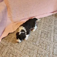 processed/537dfca2-a479-459e-9644-50c56258738c/listing/d0aa891a-c1d0-4e87-8b57-7bb58ac4dd8b/3dbe535f-523c-4162-83df-b0c0268eac11