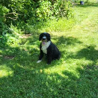 Piper, a female Portuguese Water Dog for sale in Free Union, VA – 4 of 5