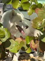 Roman, a male Siberian Husky for sale in Clearwater, FL – Photo 7 of 10