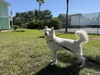 Roman, a male Siberian Husky for sale in Clearwater, FL – Photo 9 of 10