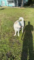 Roman, a male Siberian Husky for sale in Clearwater, FL – Photo 5 of 10