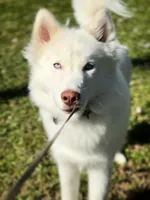 Roman, a male Siberian Husky for sale in Clearwater, FL – Photo 3 of 10