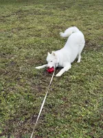 Roman, a male Siberian Husky for sale in Clearwater, FL – Photo 8 of 10