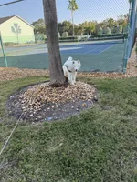 Roman, a male Siberian Husky for sale in Clearwater, FL – Photo 10 of 10