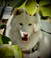 Roman, a male Siberian Husky for sale in Clearwater, FL – Photo 4 of 10