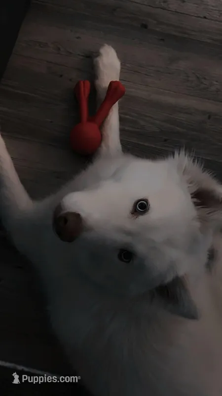 Roman – Siberian Husky puppy for sale in Clearwater, FL