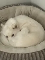 Roman, a male Siberian Husky for sale in Clearwater, FL – Photo 6 of 10