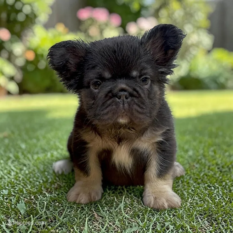 COCO, a female French Bulldog for sale in Alsip, IL – Photo 1 of 1