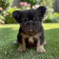 COCO, a female French Bulldog for sale in Alsip, IL – 1 of 1