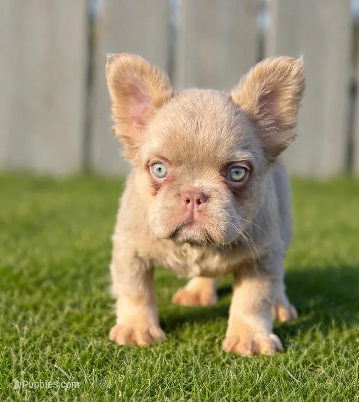 Sunday , a female French Bulldog for sale in Alsip, IL – Photo 1 of 2