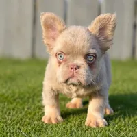 Sunday , a female French Bulldog for sale in Alsip, IL – Photo 1 of 2