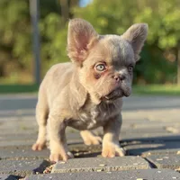 Sunday , a female French Bulldog for sale in Alsip, IL – Photo 2 of 2