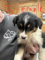 Princess, a female Australian Shepherd for sale in Sand Lake, MI – Photo 1 of 2