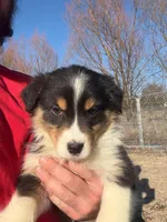 Princess, a female Australian Shepherd for sale in Sand Lake, MI – Photo 2 of 2