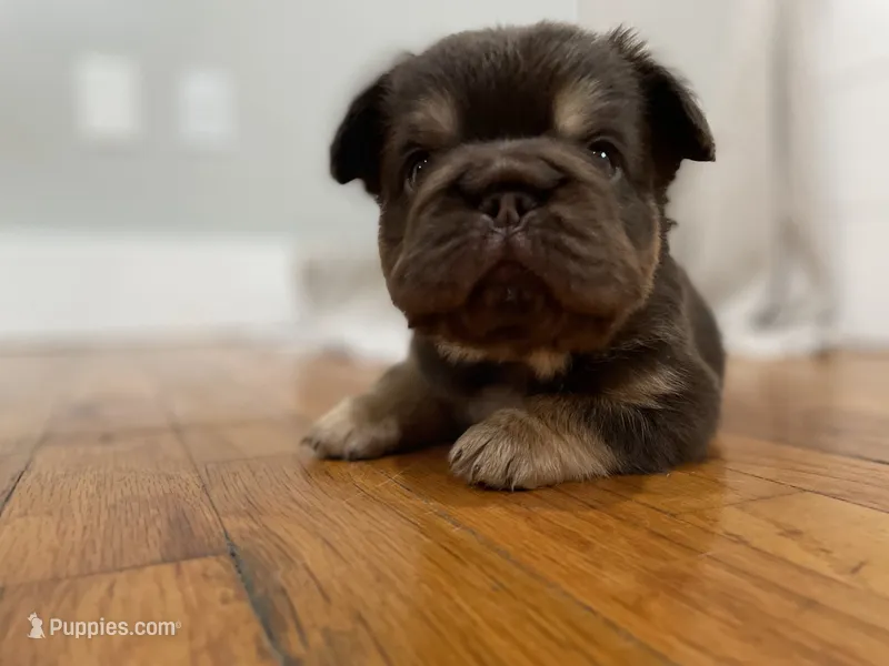 Chewy – French Bulldog puppy for sale in Baroda, MI