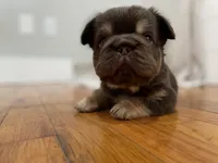 Chewy, a female French Bulldog for sale in Baroda, MI – 1 of 5
