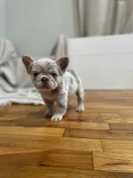 Bingo, a female French Bulldog for sale in Baroda, MI – 3 of 6