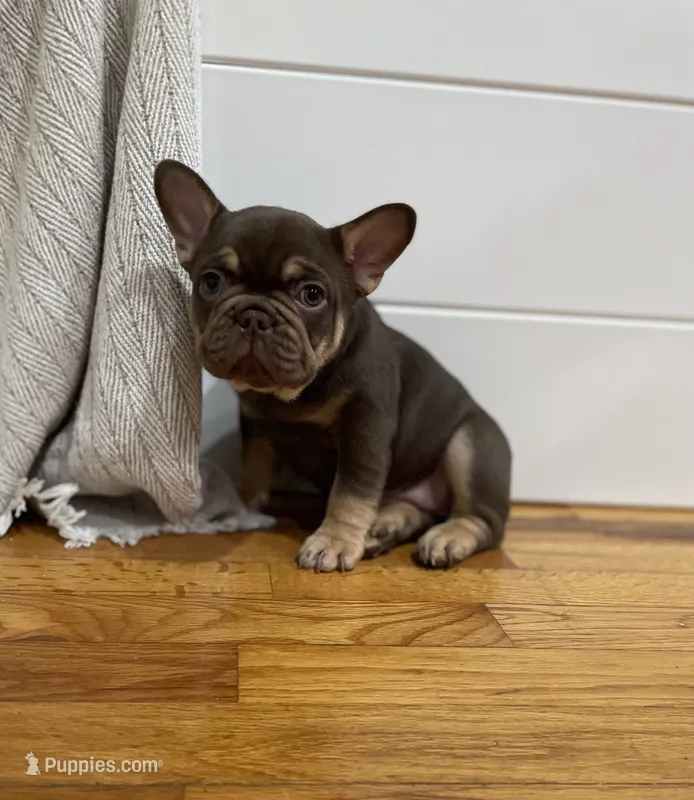 Purps – French Bulldog puppy for sale in Baroda, MI