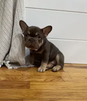 Purps, a female French Bulldog for sale in Baroda, MI – 1 of 4