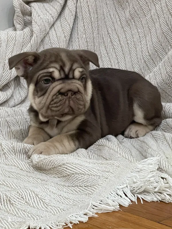 Bluey – French Bulldog puppy for sale in Baroda, MI